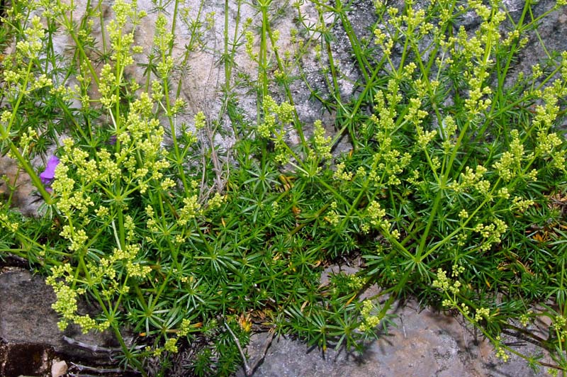 Galium lucidum / Caglio lucido